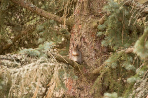 Eurasian red squirrel (Sciurus vulgaris), spruce branches, Finland Eurasian red squirrel (Sciurus vulgaris), spruce branches, Finland